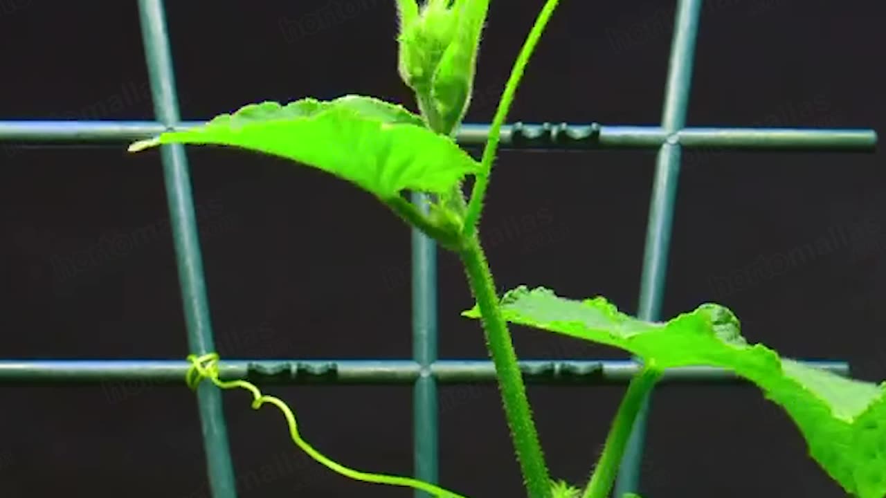 ¿Cómo funcionan los zarcillos?