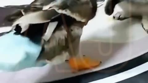 Funny video