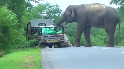 "Real Wild Elephant Attack – Must Watch!"