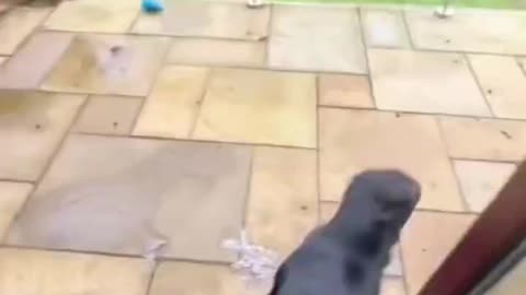 Loves Fetch