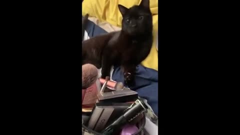 Funniest Videos Animals 🐧 - Best Of The 2024 Funny Animal Videos 😁
