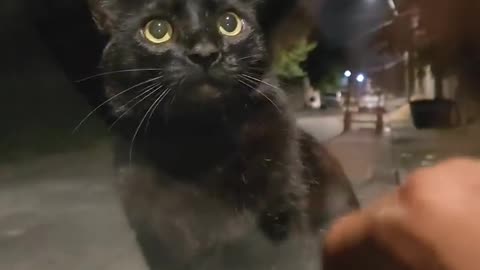 🤣🐾 Things Are Getting Wild! You Won't Believe This Animal Moment | FunFM