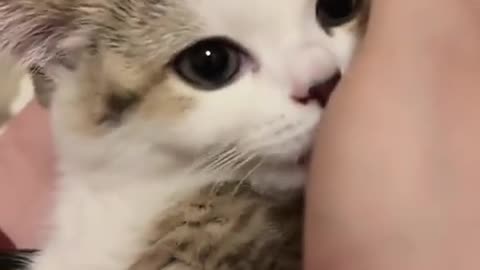 😂🐱 This Cat's Greeting is Too Cute! | FunFM