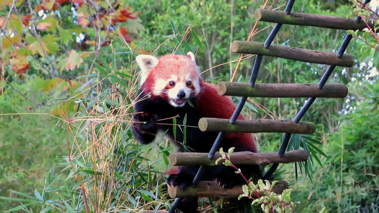Red Panda | cute animal