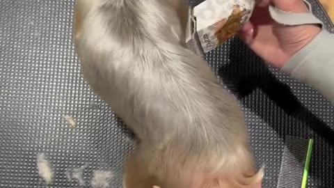 😂🐍 This Snake's Moves Will Leave You in Stitches! | FunFM