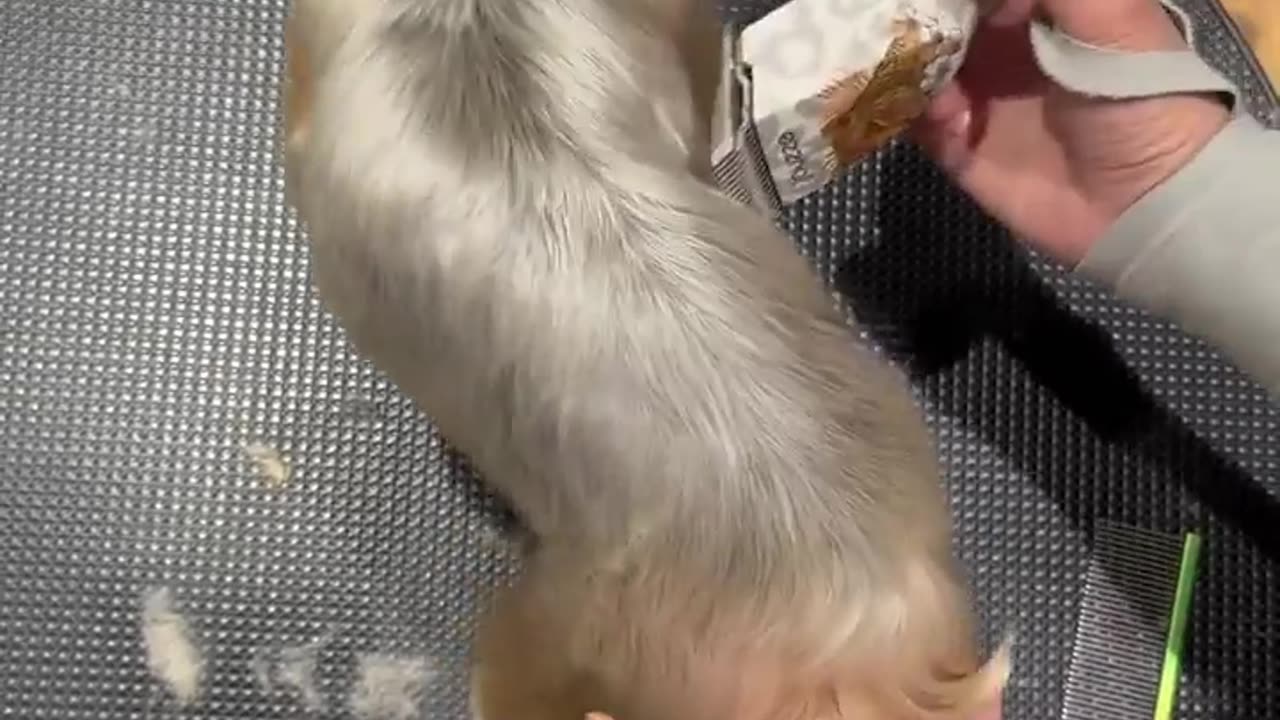 😂🐍 This Snake's Moves Will Leave You in Stitches! | FunFM