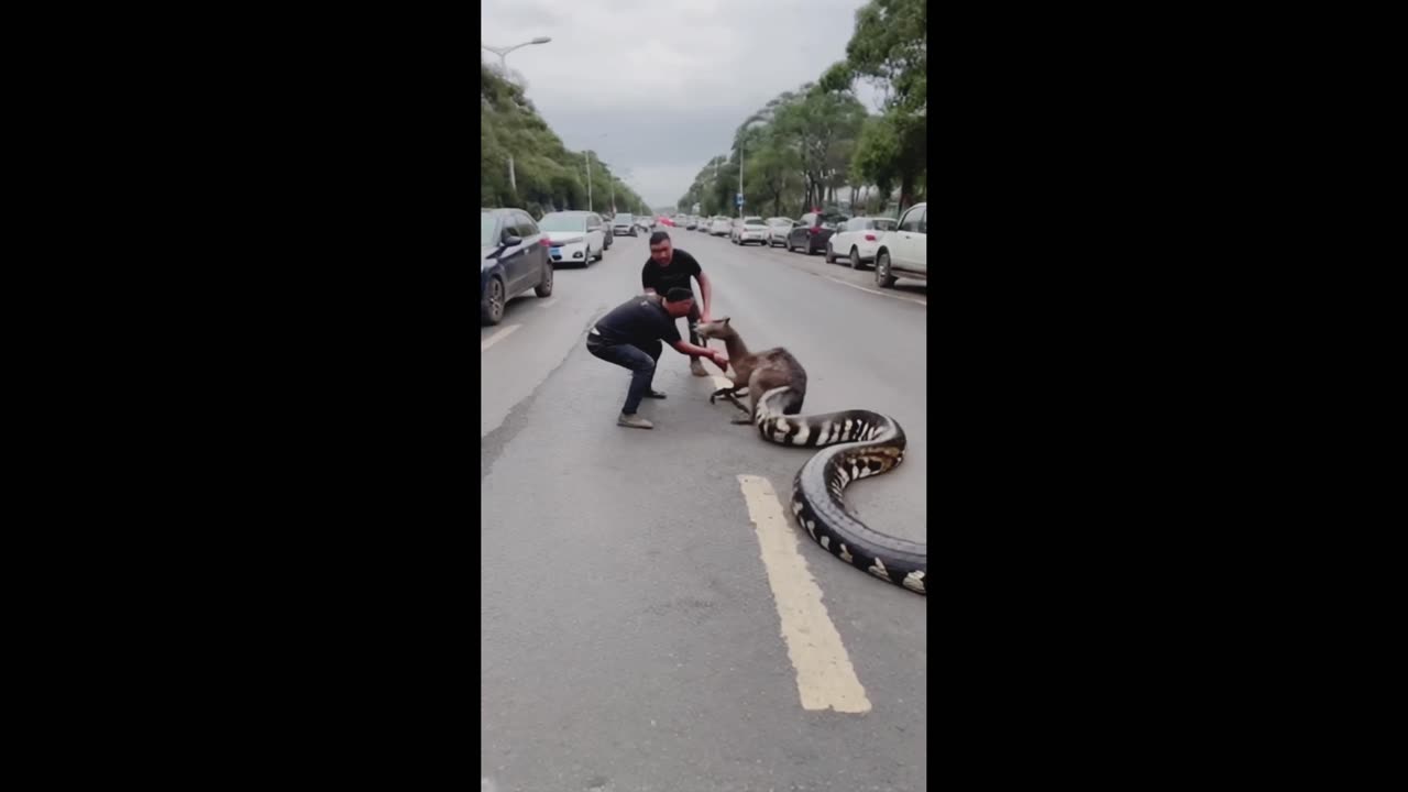 “Unreal Rescue: Two Men Save Ostrich from Giant Python in Middle of Road!”😱