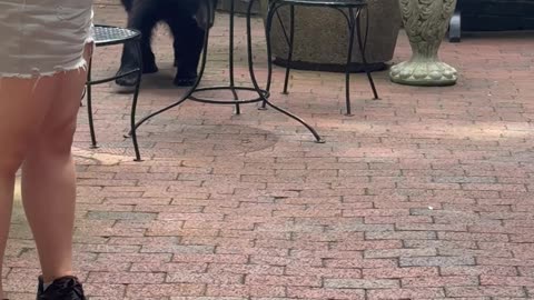 Gatlinburg Black Bear Takes Corn Dog