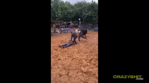 Negro "cowboy" gets hammered by bull