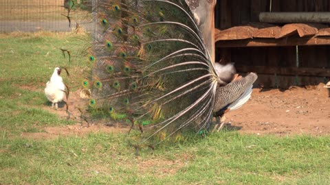 Nature and Animals