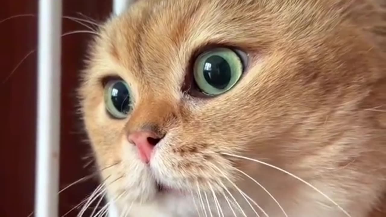 cat funny video 🐈🐈
