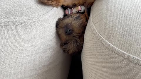 Yorkie Puppy Falls Asleep In Couch Trap