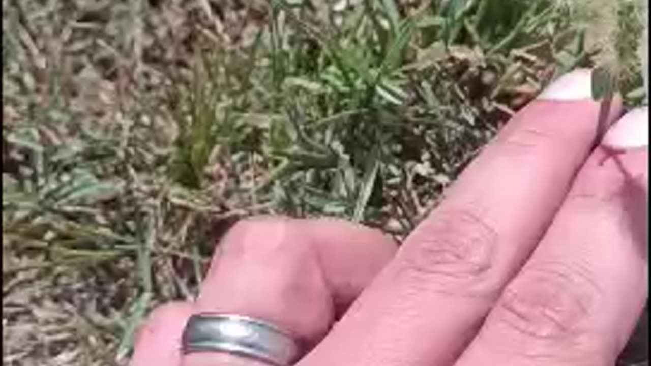 Broadleaf vs Grassy Weeds