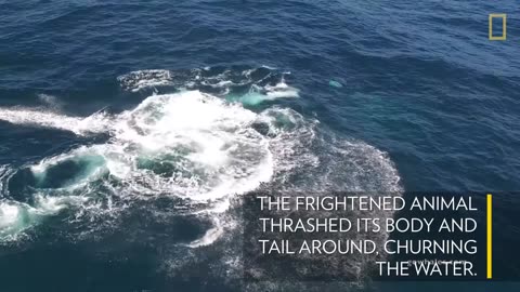 Watch: Killer Whales Charge Blue Whale (Rare Drone Footage) National Geographic