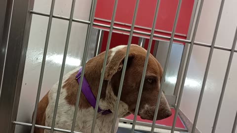Cecily 6y A868467 Figgy 1y A857968 kennel 187 PACC shelter she really can be lovely lady5-15-25_142