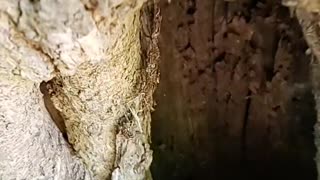 Living in a tree