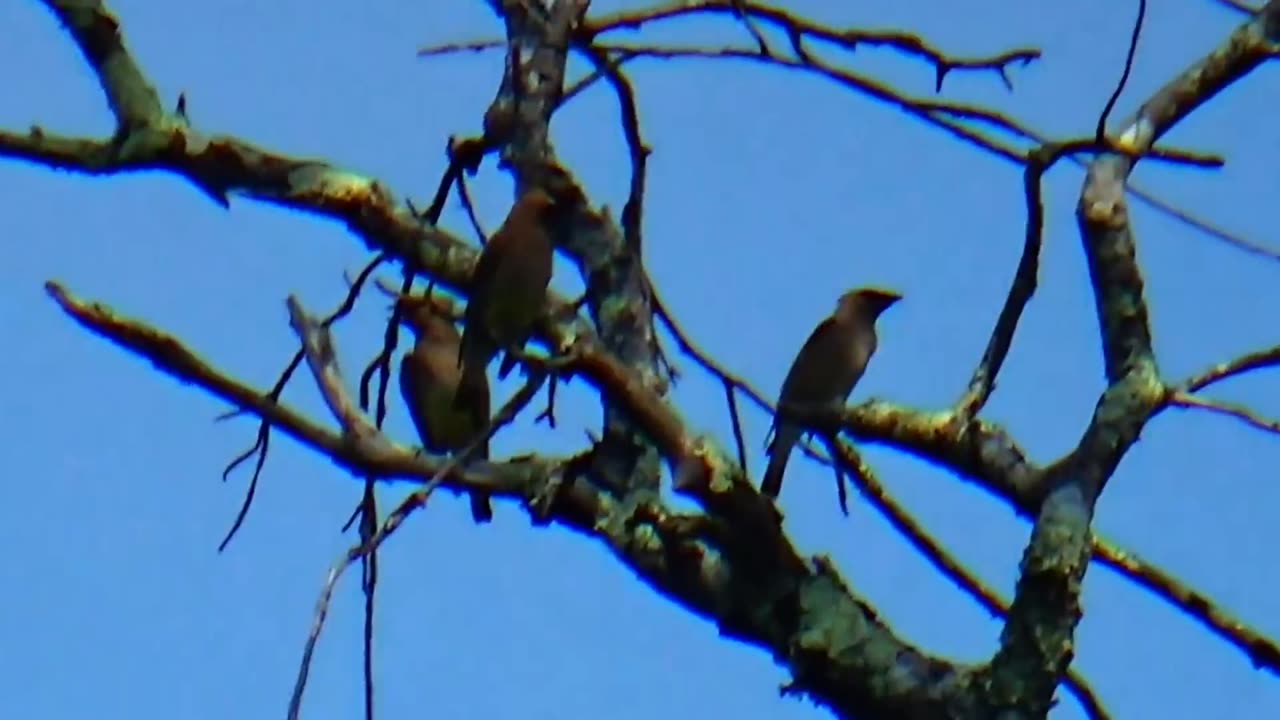 Cedar Waxwings