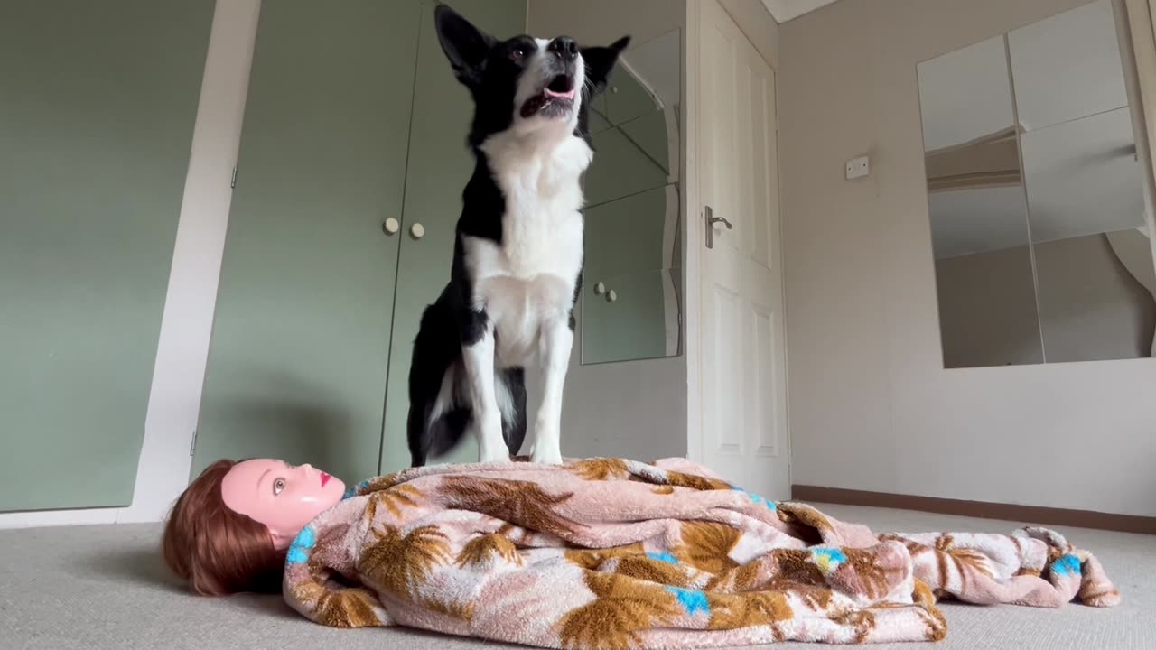 Simba Clearly Paid Attention During CPR Training