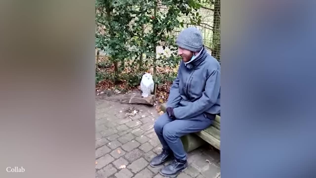 laugh out loud on funniest cats and videos