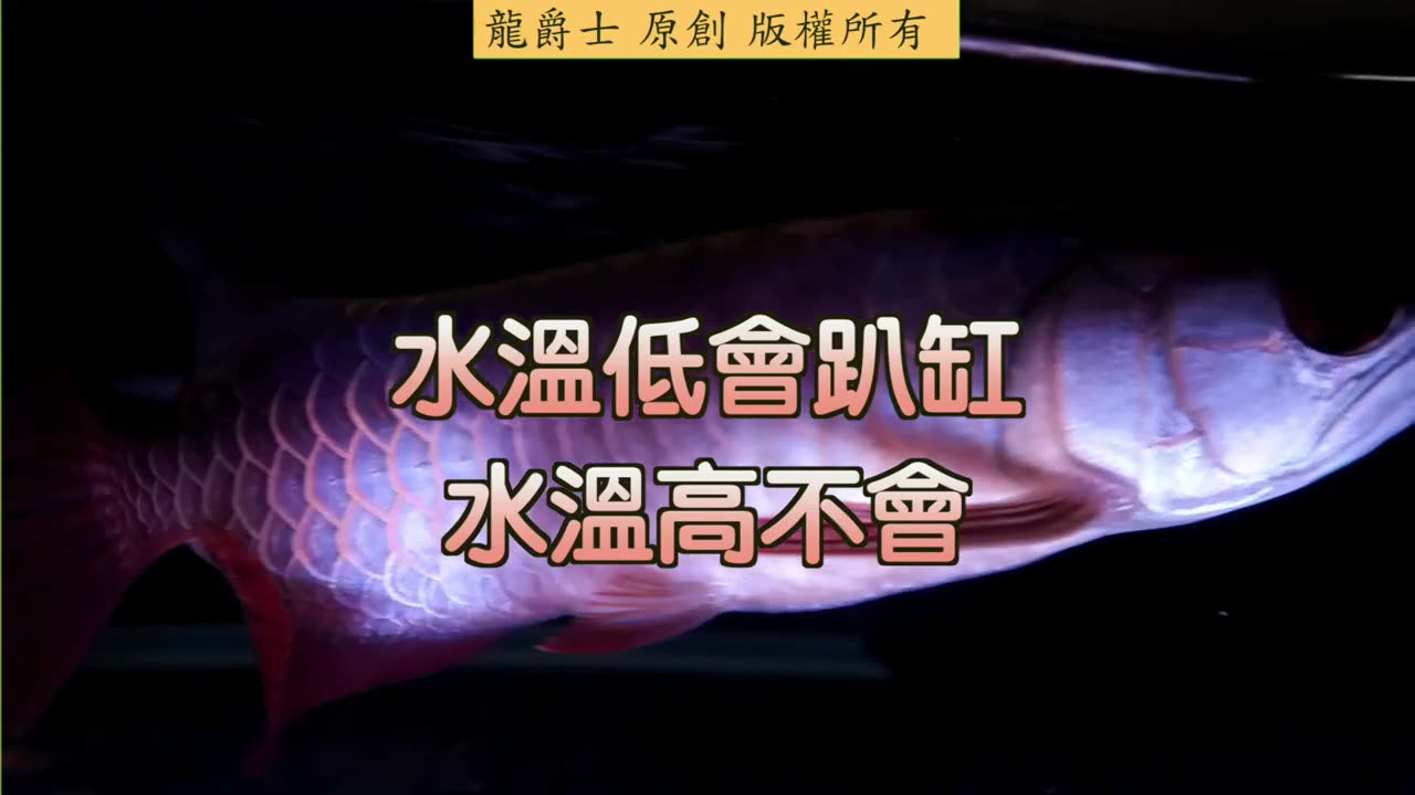 【龍爵士】千問千答 Q175-水溫過高會導致龍魚趴缸嗎