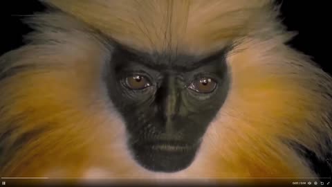 Fast clip of one of the only primates that avoids humans: Golden Langur