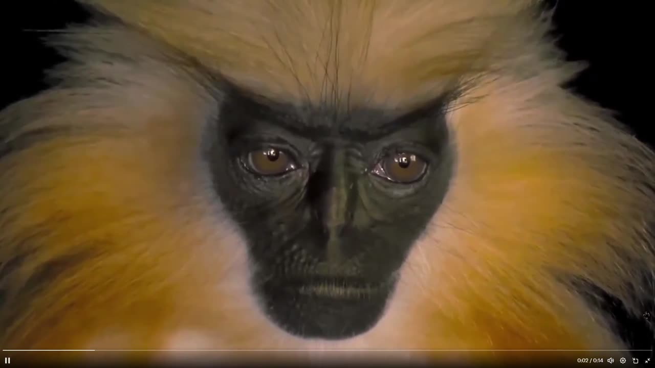 Fast clip of one of the only primates that avoids humans: Golden Langur
