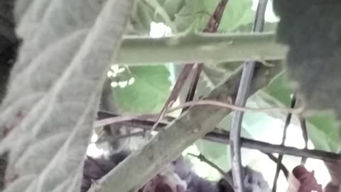 Let's check in with the baby birds!