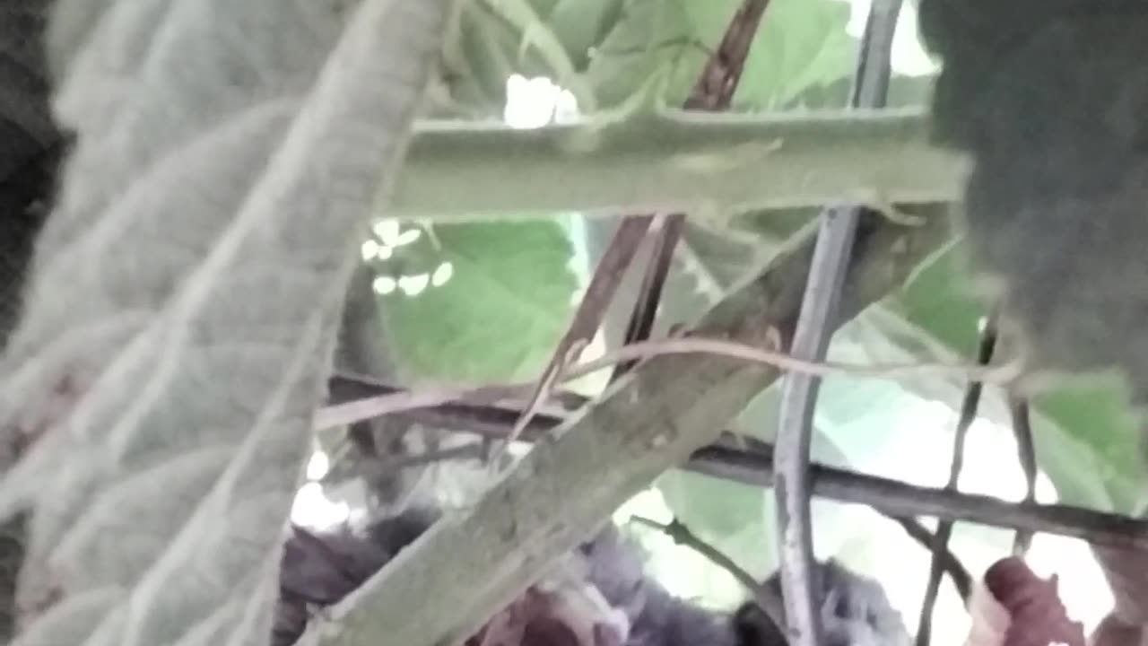 Let's check in with the baby birds!