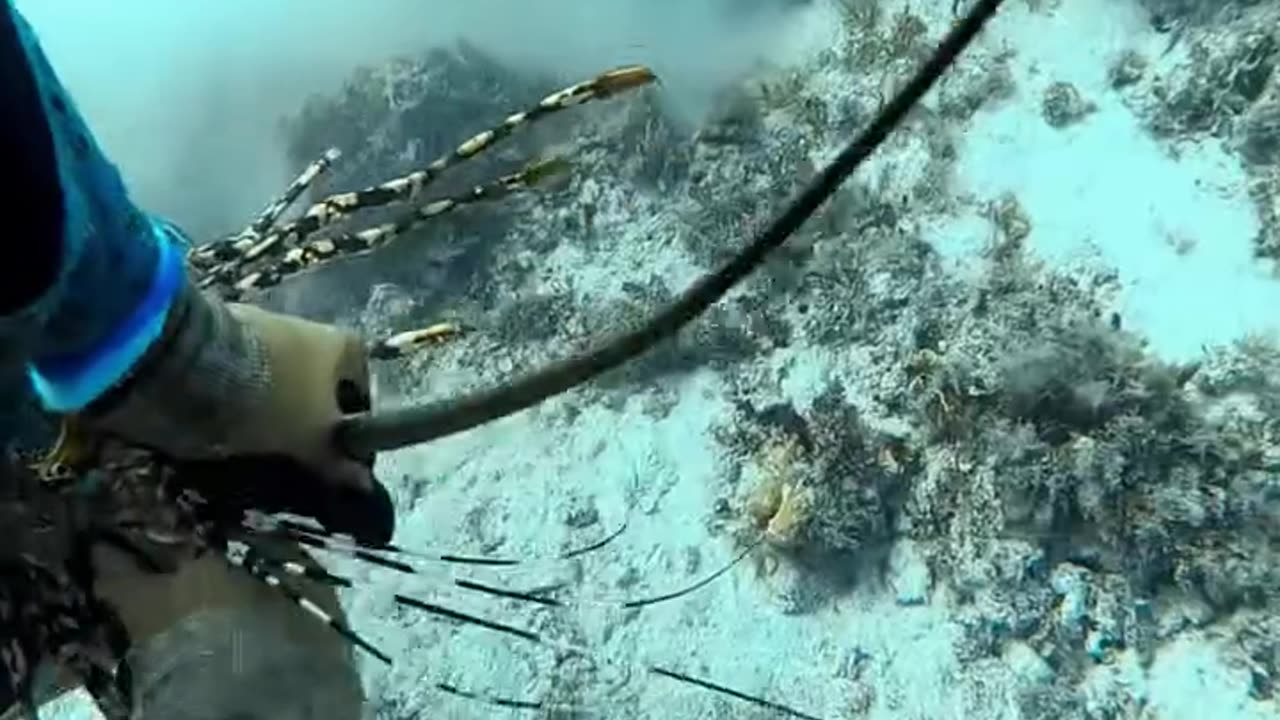 "Divers vs. Giant Lobsters🦞! Underwater Adventure 🏊♂️🌊"