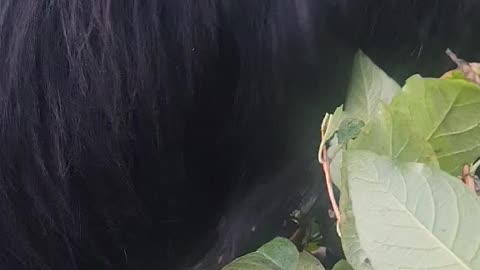Loud Goat Munching Sounds | ASMR Farm Vibes