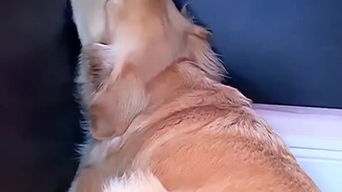 Dog lover