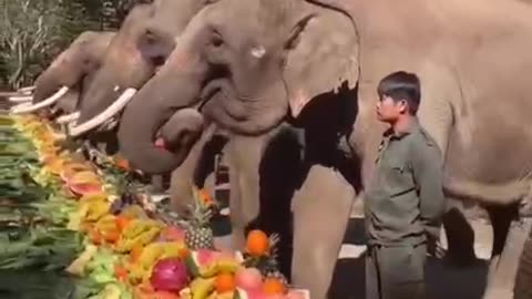 Elephant buffet.