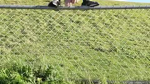 How Animals Get Over a Fence (With Emojis)