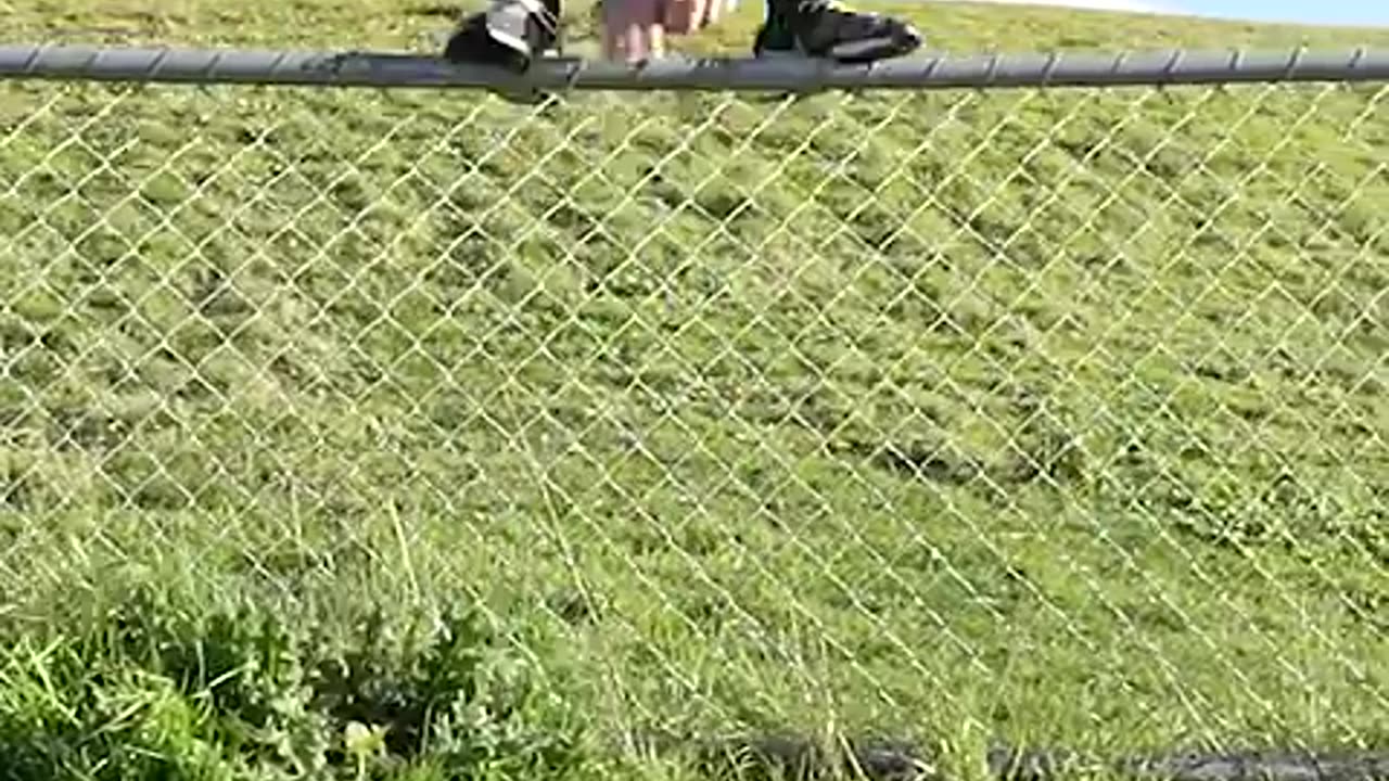 How Animals Get Over a Fence (With Emojis)