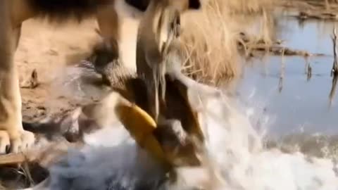 sher ne kachhuwa ko khane ni kosis kiya | #lion #animals #rumblefunny