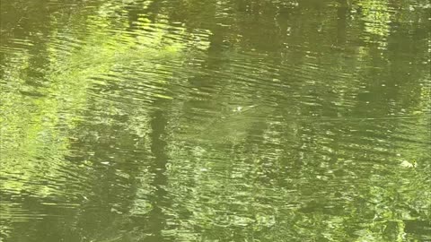 Brook Trout Swing and Miss!