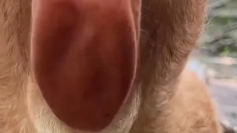Name of this Animal?