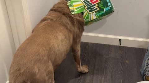 Dog Caught With Head Stuck In Soda Box