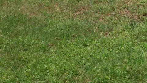 Baby ducks
