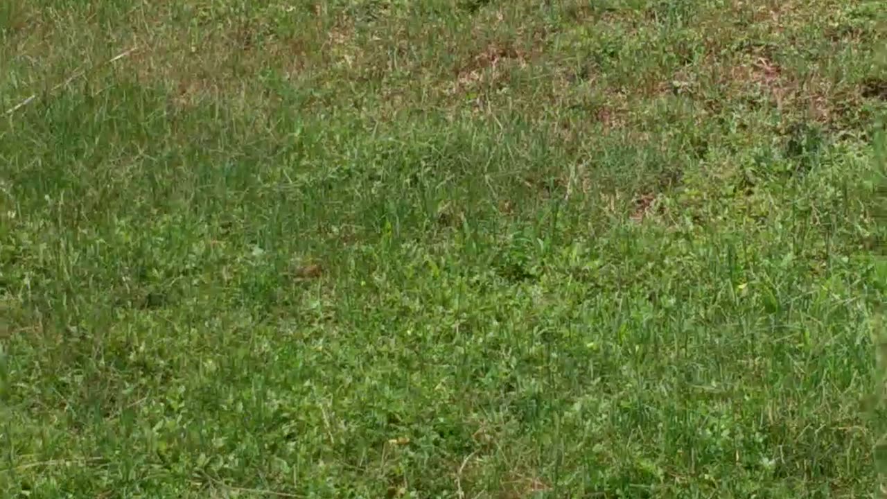 Baby ducks