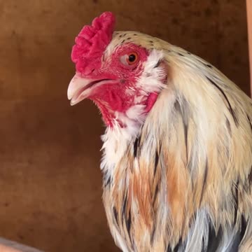 Beware of the Red Eyed Rooster!!!