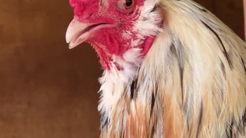 Beware of the Red Eyed Rooster!!!