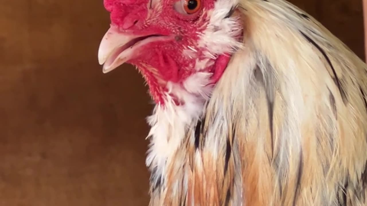 Beware of the Red Eyed Rooster!!!