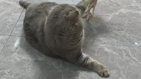 Chicken and cat