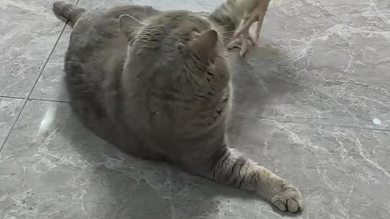 Chicken and cat