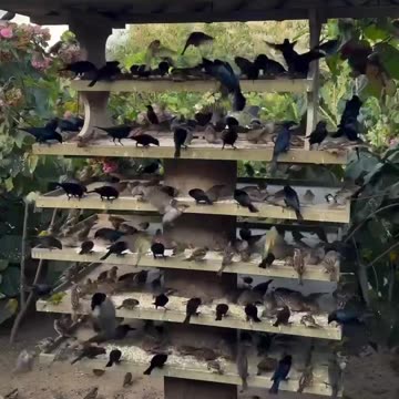 Attracting Birds in Droves