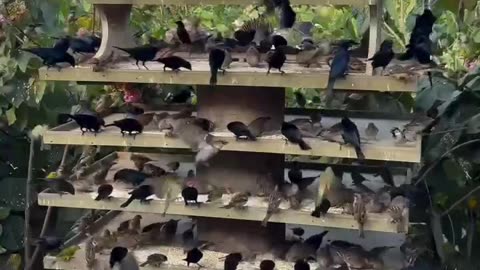 Attracting Birds in Droves