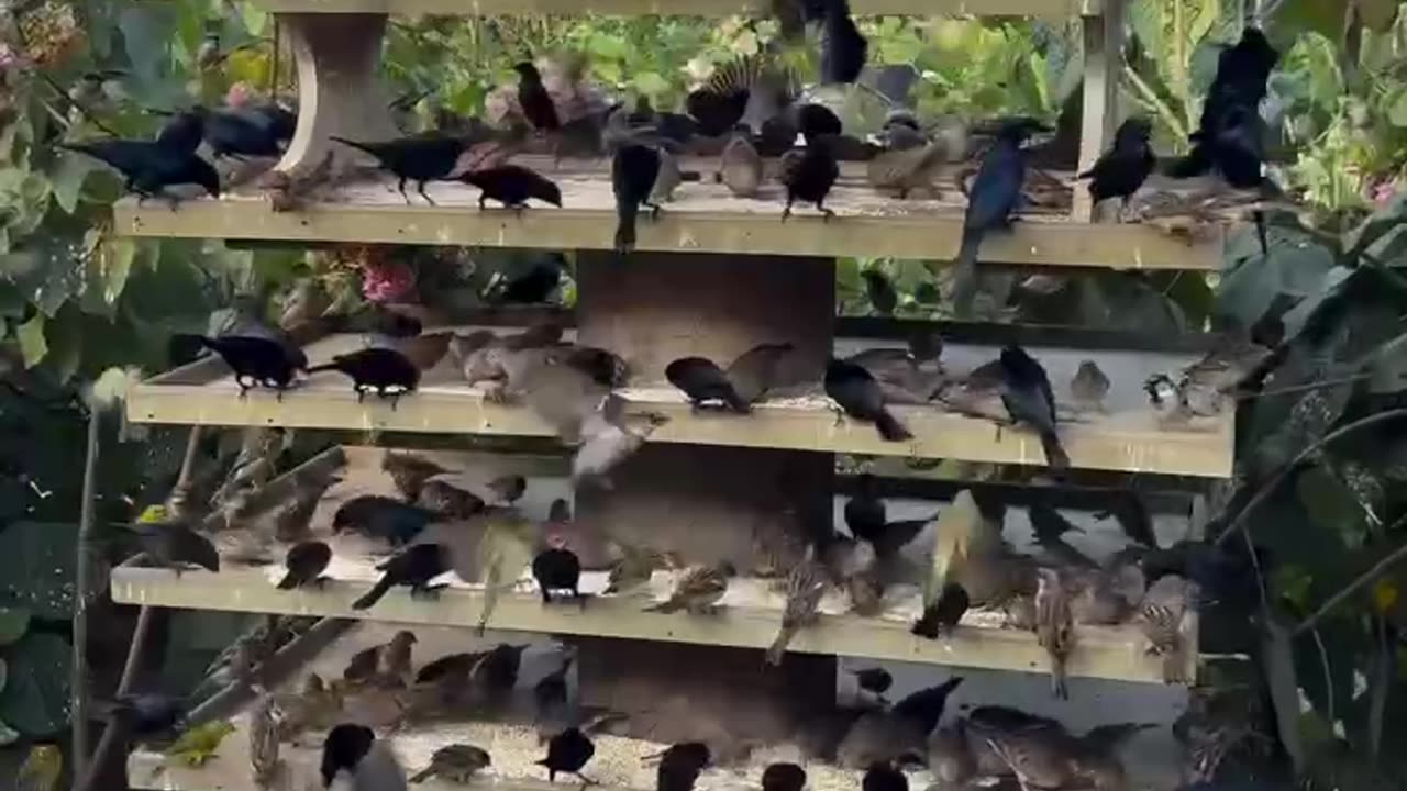 Attracting Birds in Droves