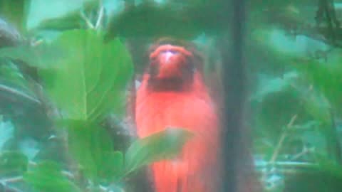 Cardinal