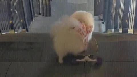 The dog plays skateboard down the stairs.